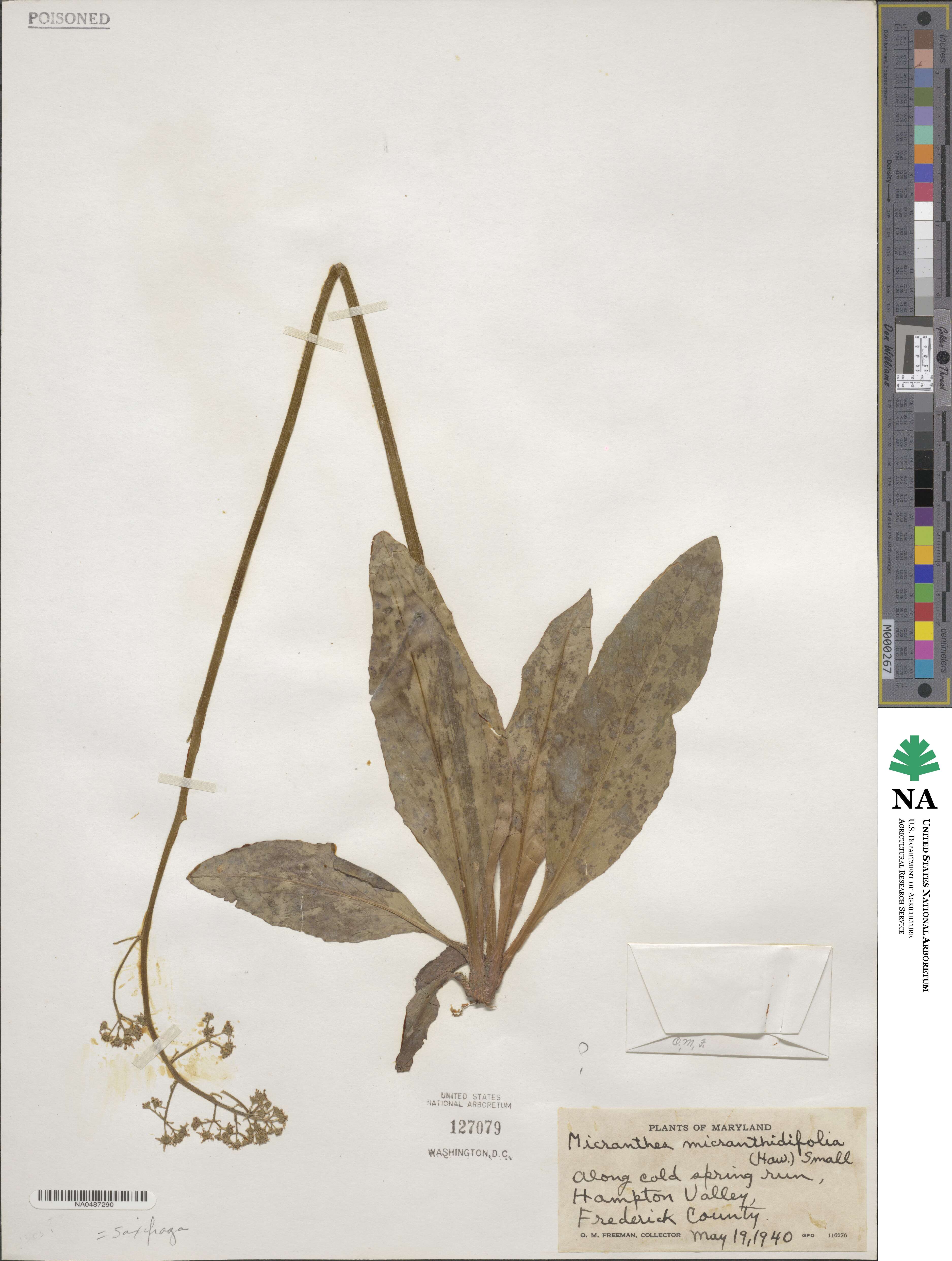 Micranthes micranthidifolia image