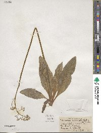 Micranthes micranthidifolia image