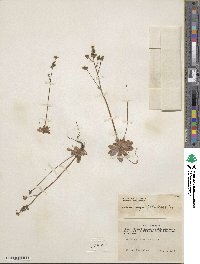 Micranthes foliolosa image