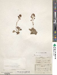 Saxifragopsis fragarioides image