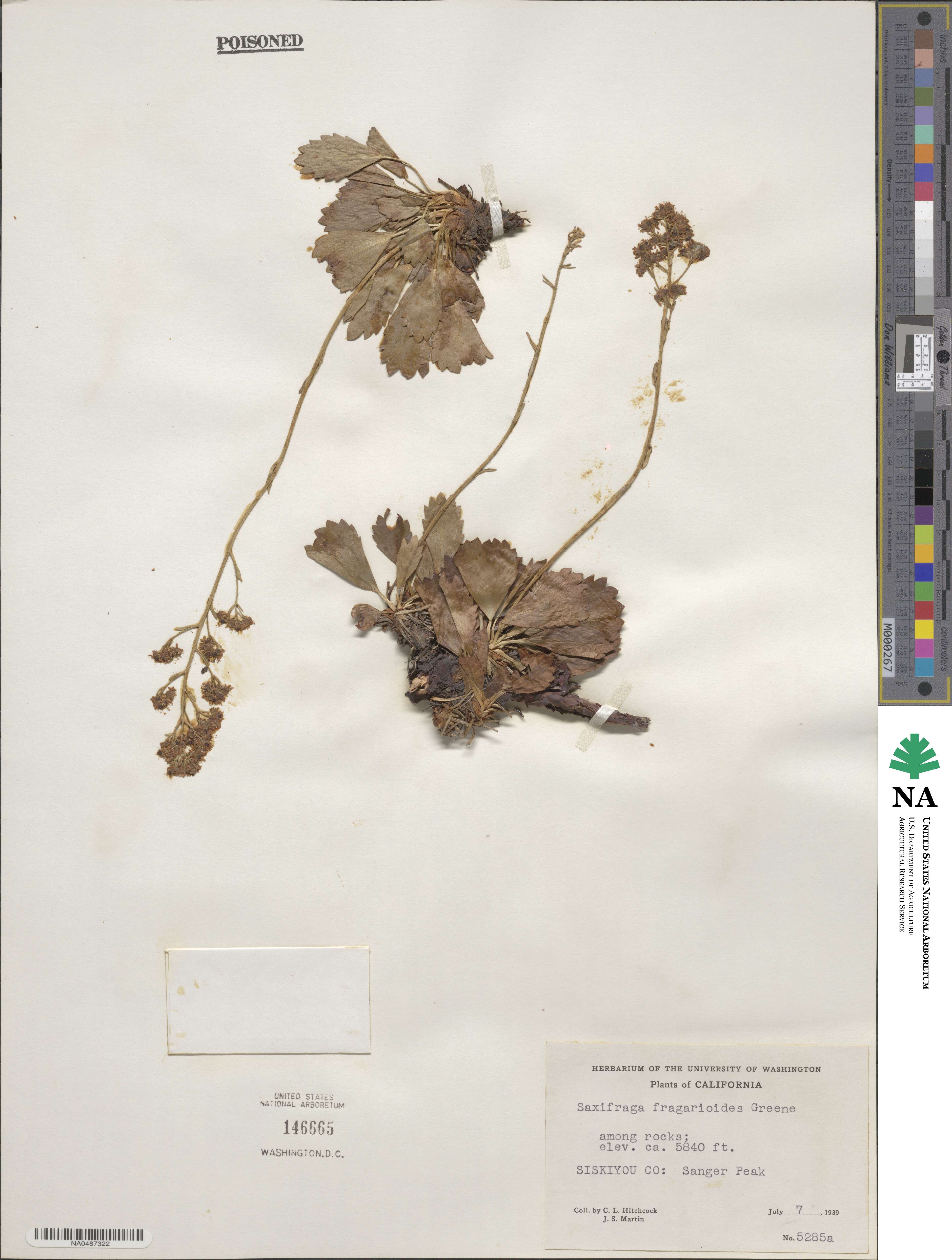 Saxifragopsis fragarioides image