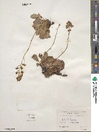 Saxifragopsis fragarioides image