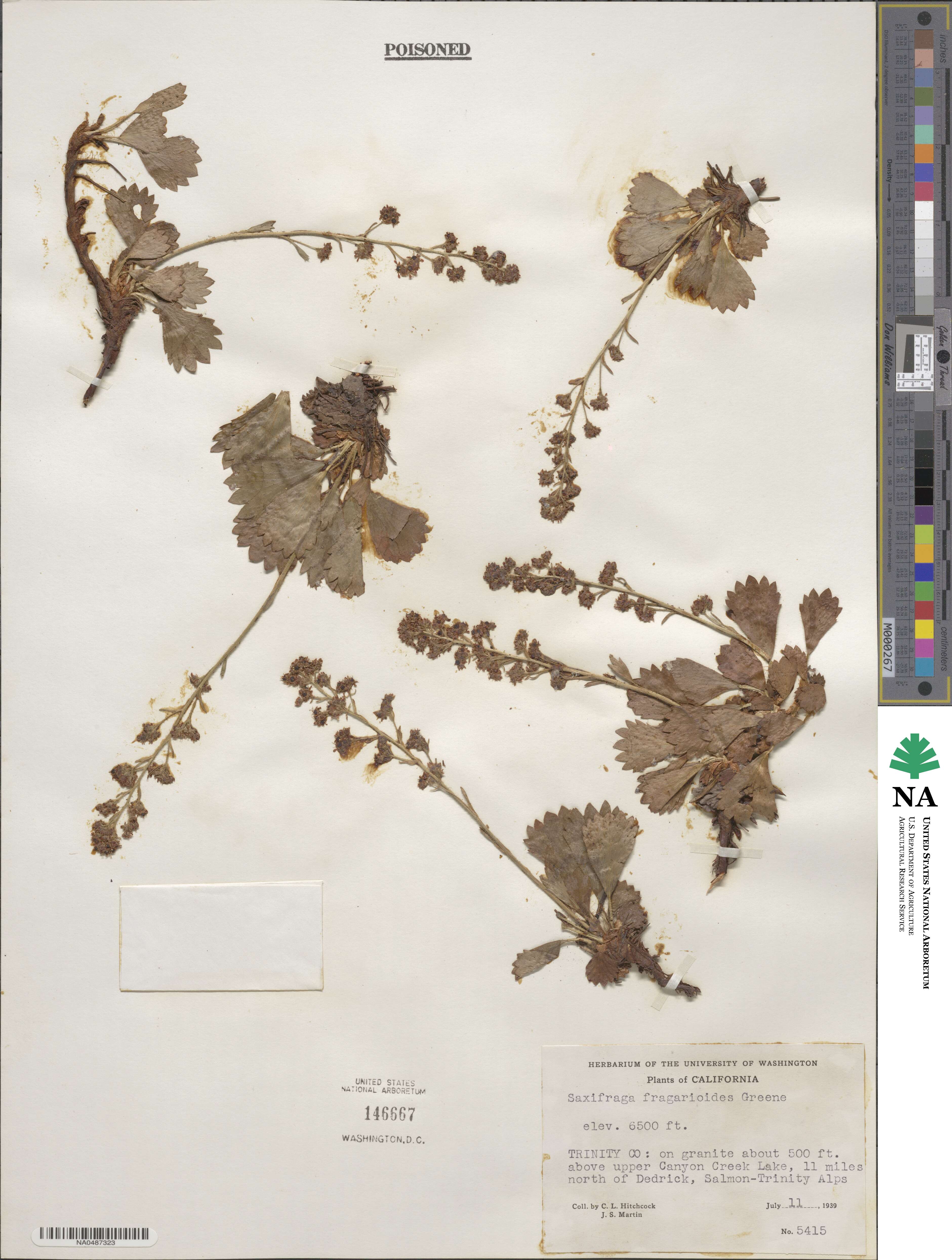 Saxifragopsis image