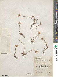 Saxifraga hirculus image