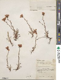 Saxifraga hirculus image