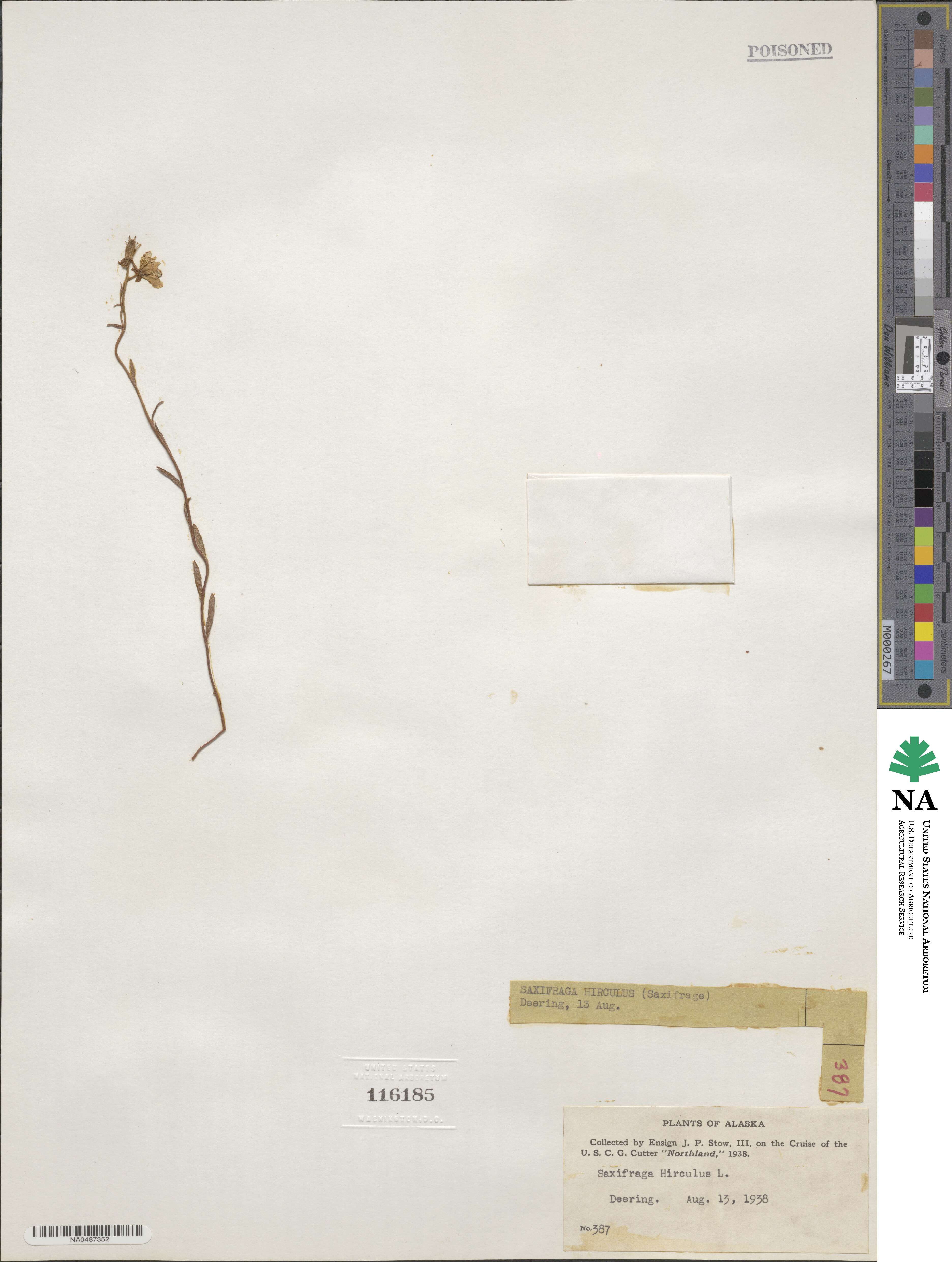 Saxifraga hirculus image