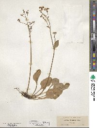 Saxifraga integrifolia image