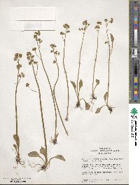 Saxifraga integrifolia image