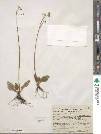 Saxifraga integrifolia image