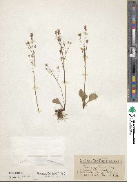 Micranthes lyallii subsp. lyallii image