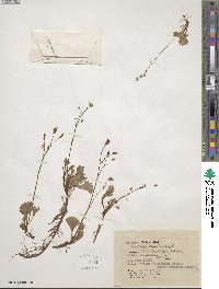 Micranthes lyallii subsp. lyallii image