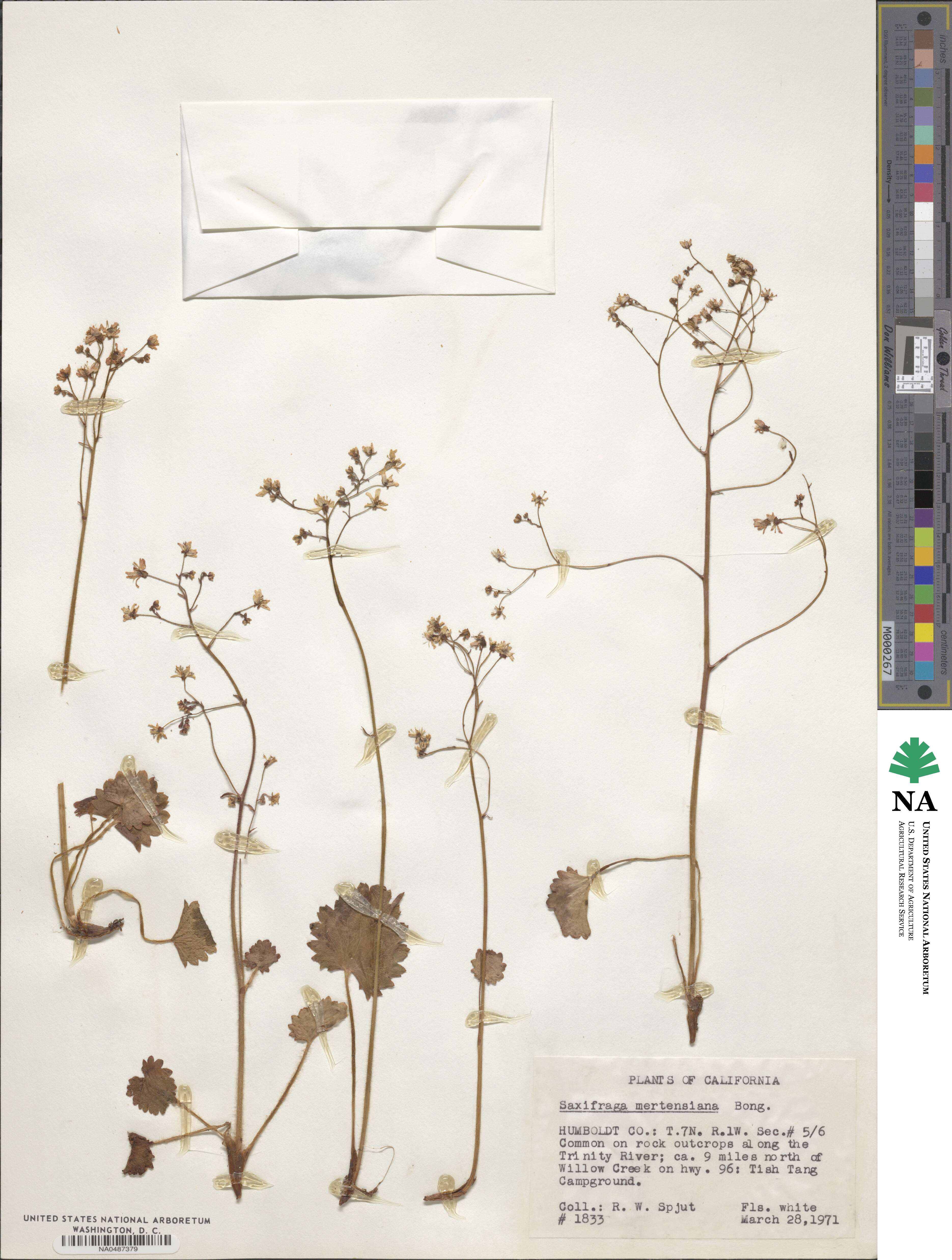 Micranthes mertensiana image