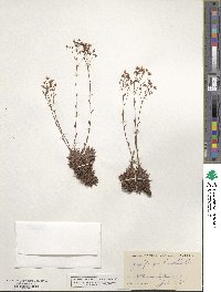 Saxifraga bronchialis image