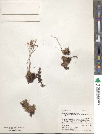 Saxifraga bronchialis subsp. austromontana image