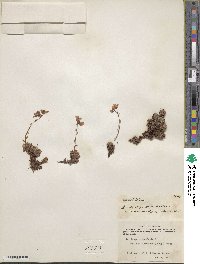 Saxifraga bronchialis image