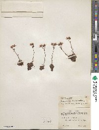 Saxifraga bronchialis subsp. austromontana image