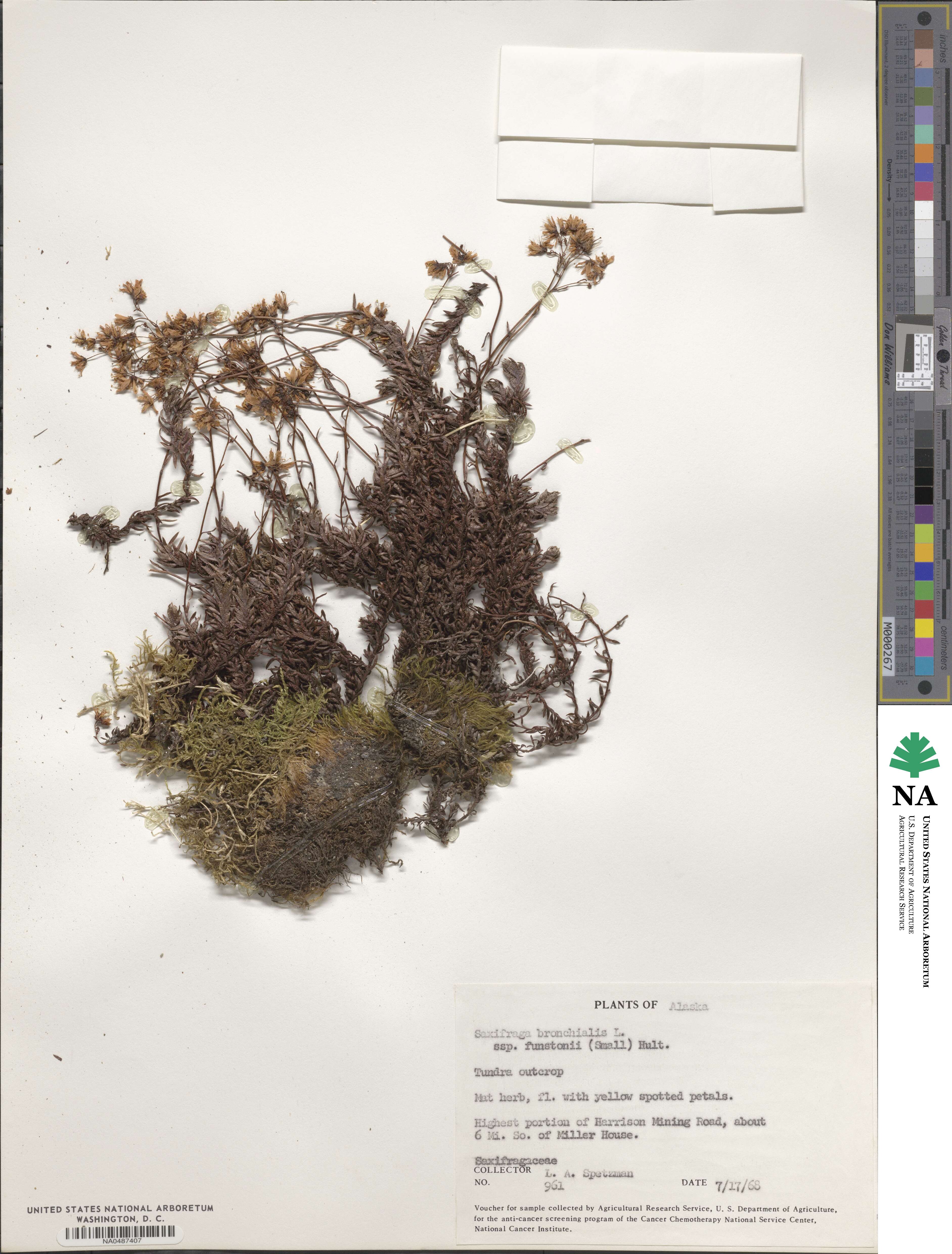 Saxifraga bronchialis subsp. funstonii image