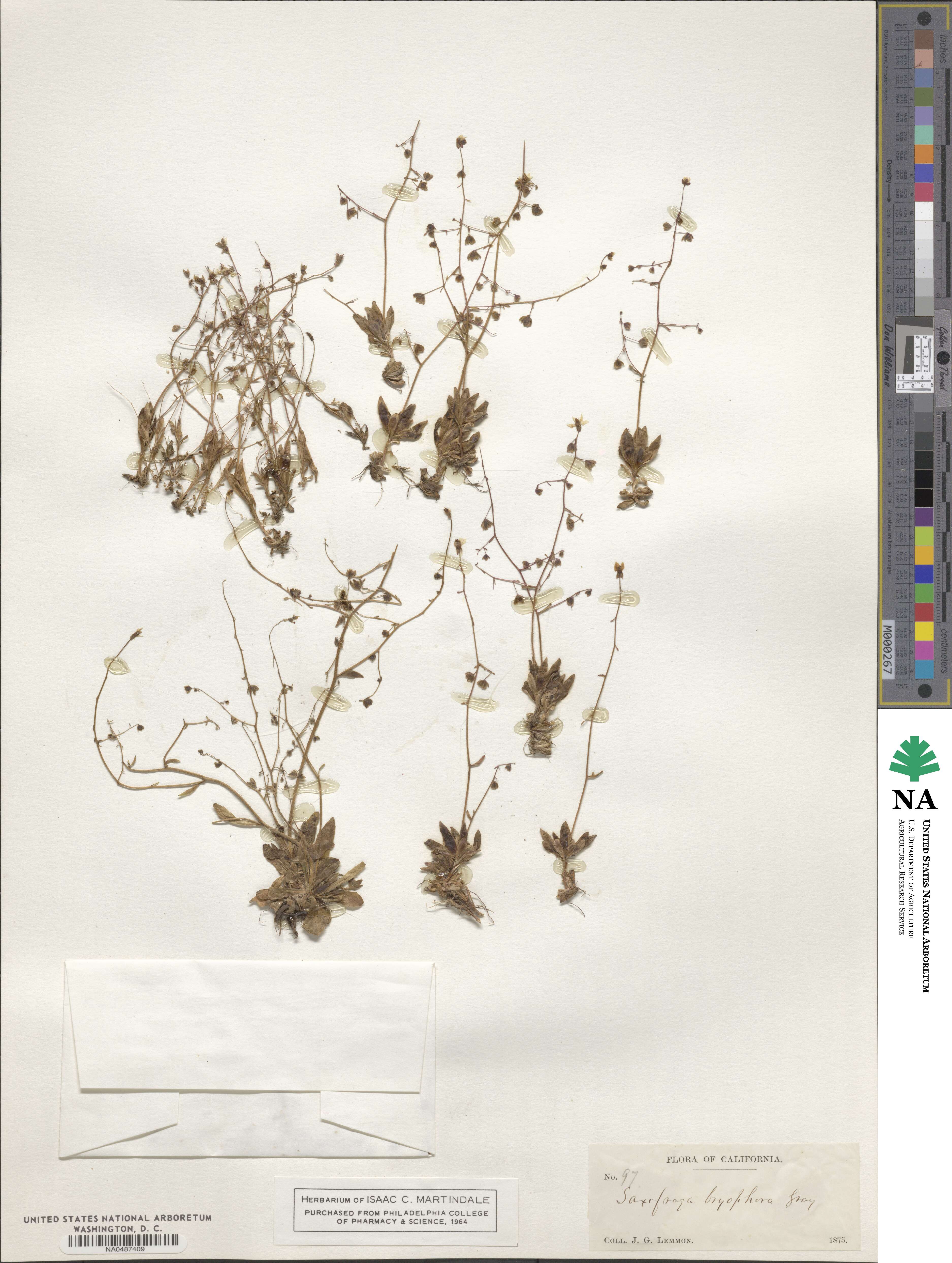 Micranthes bryophora image