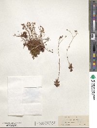 Saxifraga caespitosa image