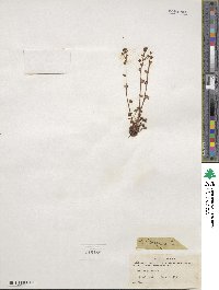 Saxifraga cernua image