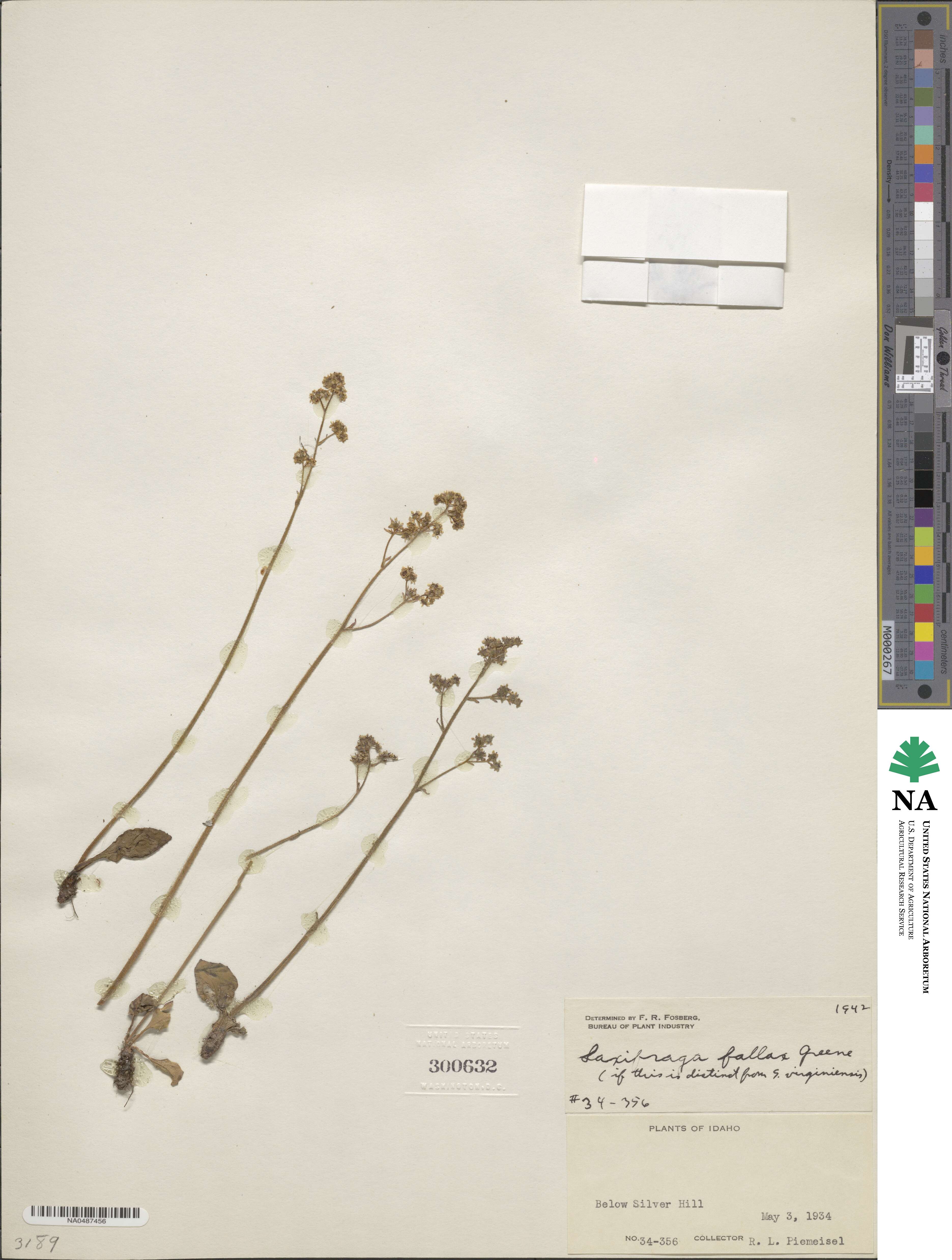 Micranthes californica subsp. fallax image