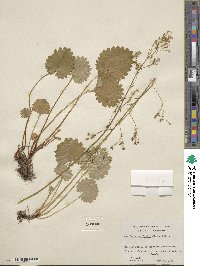 Micranthes nelsoniana subsp. aestivalis image