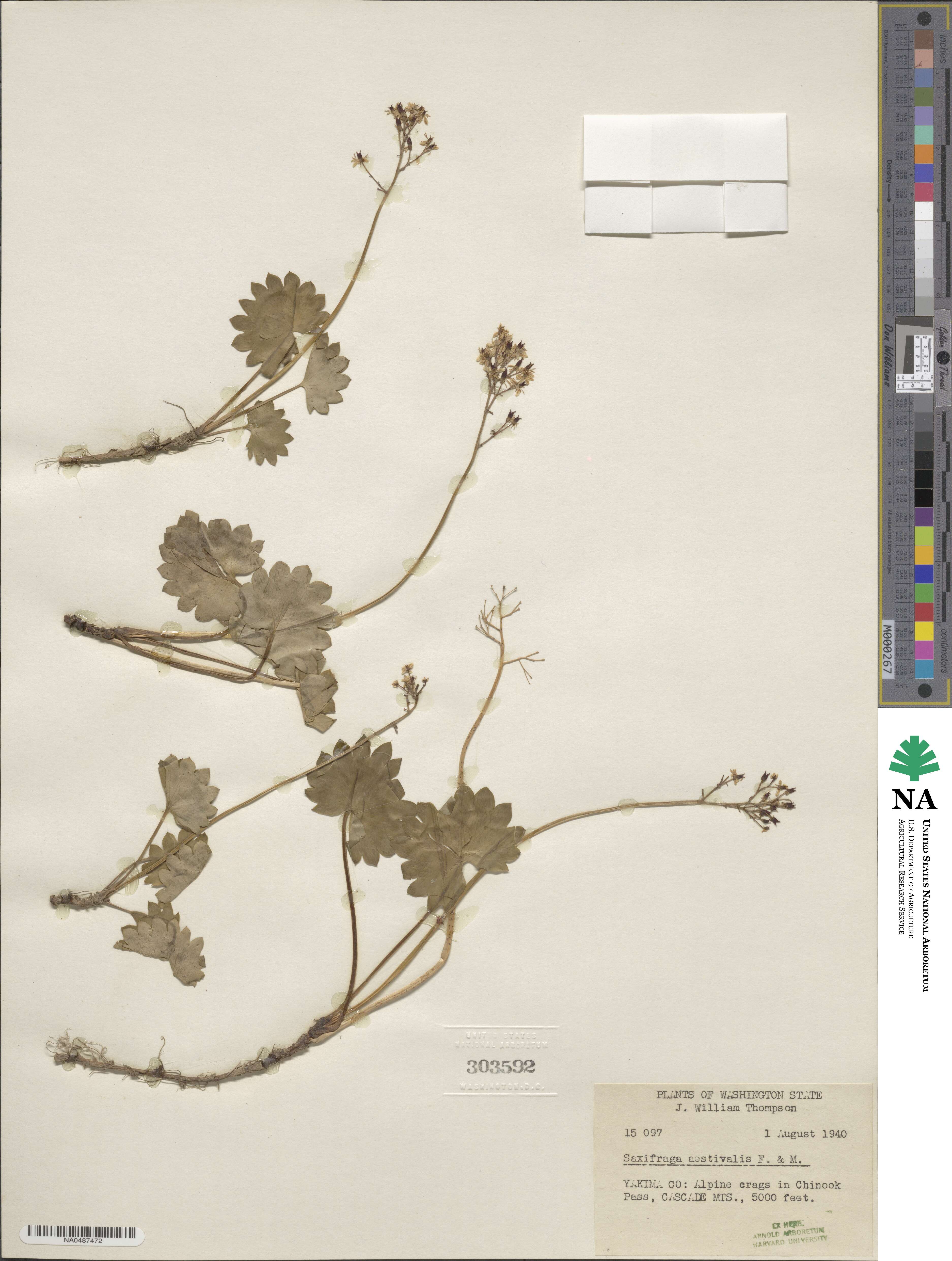 Micranthes nelsoniana subsp. aestivalis image