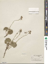 Micranthes nelsoniana subsp. aestivalis image