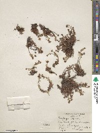 Saxifraga aizoides image