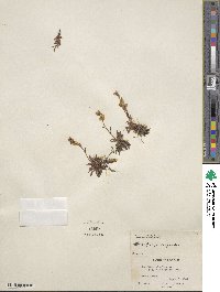 Saxifraga aizoides image