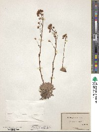 Saxifraga paniculata image