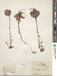 Saxifraga paniculata image