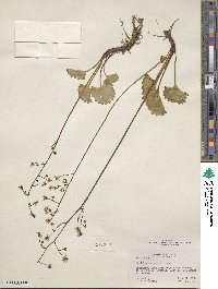 Micranthes nelsoniana subsp. nelsoniana image