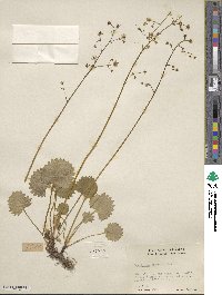 Micranthes nelsoniana subsp. nelsoniana image