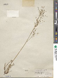 Micranthes nelsoniana subsp. nelsoniana image