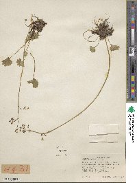 Micranthes nelsoniana subsp. nelsoniana image