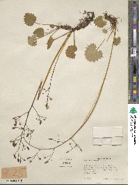 Micranthes nelsoniana subsp. nelsoniana image