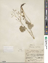 Micranthes nelsoniana subsp. nelsoniana image