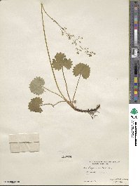 Micranthes nelsoniana subsp. nelsoniana image