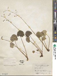 Micranthes nelsoniana subsp. nelsoniana image