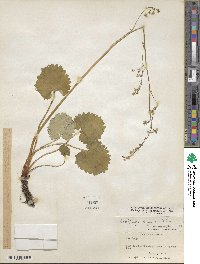 Micranthes nelsoniana subsp. nelsoniana image