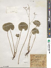 Micranthes nelsoniana subsp. nelsoniana image