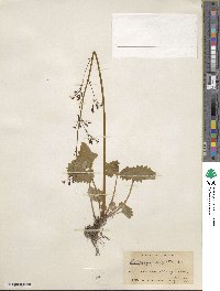 Micranthes nelsoniana subsp. nelsoniana image