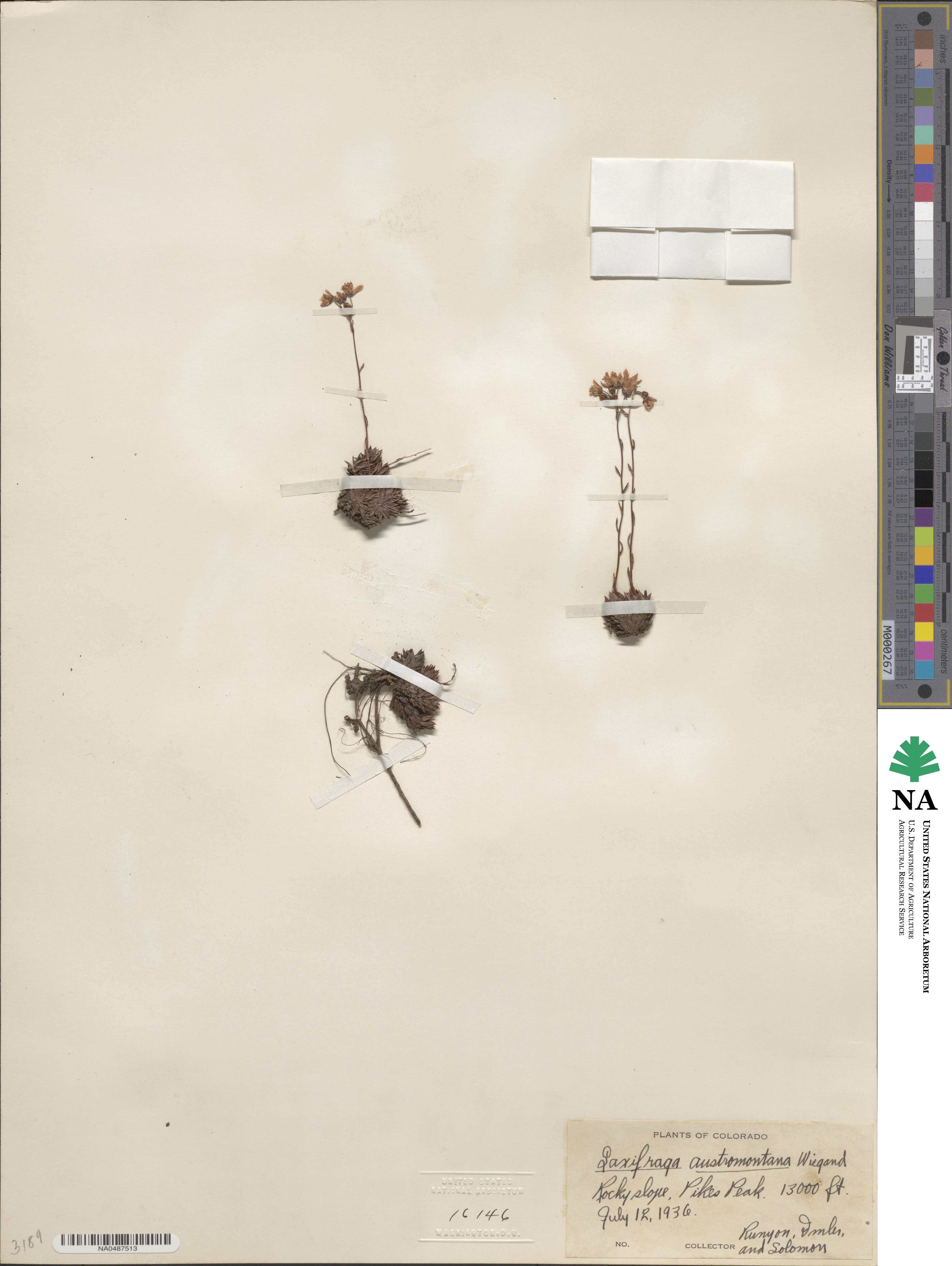 Saxifraga bronchialis subsp. austromontana image
