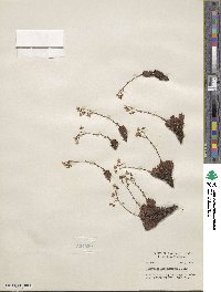 Saxifraga bronchialis subsp. austromontana image