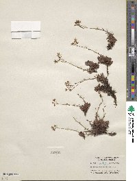 Saxifraga bronchialis subsp. austromontana image