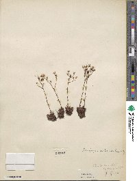 Saxifraga bronchialis subsp. austromontana image