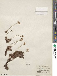 Saxifraga bronchialis image