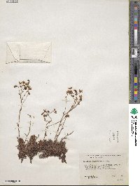 Saxifraga bronchialis subsp. austromontana image