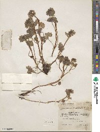 Saxifraga bracteata image